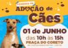 Prefeitura de São Sebastião realiza Feirinha de Adoção de Cães na próxima terça-feira (1)