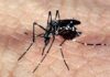 Prefeitura de São Sebastião identifica casos de Chikungunya em Boiçucanga e pede colaboração à população