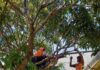 Prefeitura e Defesa Civil Municipal intensificam ações de poda de árvores nas escolas municipais de São Sebastião