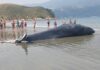 Baleia-jubarte encalha na Praia do Arrastão em São Sebastião nesta quinta-feira (26)