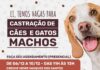 Prefeitura de São Sebastião abre inscrições para cirurgias de castração gratuitas de cães e gatos machos