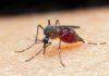 Taxa de mortalidade de doenças negligenciadas aumenta durante pandemia