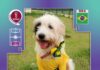 Prefeitura de São Sebastião produz fotos alusivas à Copa do Mundo para incentivar a adoção de cães e gatos disponíveis no CCZ