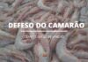 Período de Defeso do Camarão começa dia 28 de janeiro