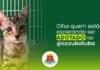 Bem-estar animal informa: 81 pets estão disponíveis para adoção no canil