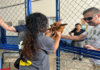 Prefeitura de São Sebastião recebe animais em abrigo pet