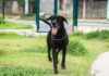 Centro de Controle de Zoonoses orienta sobre como evitar infestação de carrapatos em animais domésticos