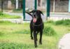 Centro de Controle de Zoonoses de São Sebastião disponibiliza vacinação gratuita contra a raiva