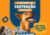 Centro de Controle de Zoonoses realiza castração gratuita de cães e gatos em ação promovida pela Samju