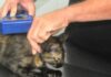 Prefeitura de Caraguatatuba abre agendamento para 400 vagas de castração de cães e gatos nesta sexta-feira