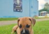 Polícia Municipal de São Sebastião ganha novo mascote; conheça Beretta, a cadela que foi abandonada na porta da instituição