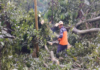 Defesa Civil atende ocorrências de quedas de árvores durante temporal na Costa Sul