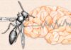 Molécula extraída da peçonha de vespas é promessa para controle da epilepsia
