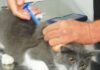 Prefeitura de Caraguatatuba abre agendamento para 300 vagas de castração de cães e gatos nesta sexta-feira