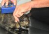 Prefeitura de Caraguatatuba abre agendamento para 300 vagas de castração de cães e gatos nesta sexta-feira