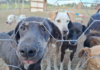 CCZ de São José terá feira de adoção de cães e gatos neste sábado (28/9)