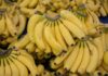 Dia da Banana: SP aposta no melhoramento genético e em medidas fitossanitárias