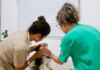 Prefeitura de São Sebastião realiza campanha de prevenção ao câncer de mama em pets