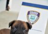 Polícia Municipal de São Sebastião recebe filhotes de Pastor-belga Malinois e faz enquete para nomes