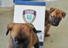 Paco e Thor são os nomes escolhidos para filhotes de Pastor-belga Malinois da Polícia Municipal