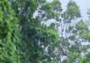 Estrada de Castelhanos de Ilhabela é interditada devido à queda de árvores