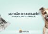 Mutirão de Castração na região Sul disponibiliza 230 vagas gratuitas