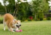 Governo de SP proíbe acorrentamento de pets e delimita novas regras para o bem-estar animal