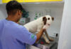 PATA Móvel termina setembro com 16º Mutirão para Castração de cães e gatos no Jaraguá