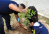 Prefeitura de São Sebastião planta quase 500 mudas de árvores desde janeiro de Costa Norte à Sul