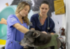PATA alerta para cuidados com a saúde dos pets durante a temporada de verão