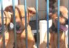 Caraguatatuba realiza Feira de Adoção neste sábado com pets resgatados à espera de um novo lar
