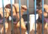 Caraguatatuba abre 200 vagas para programa de controle populacional de cães e gatos nesta sexta-feira