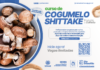 Prefeitura de São Sebastião abre inscrições para curso gratuito de produção de cogumelo shiitake