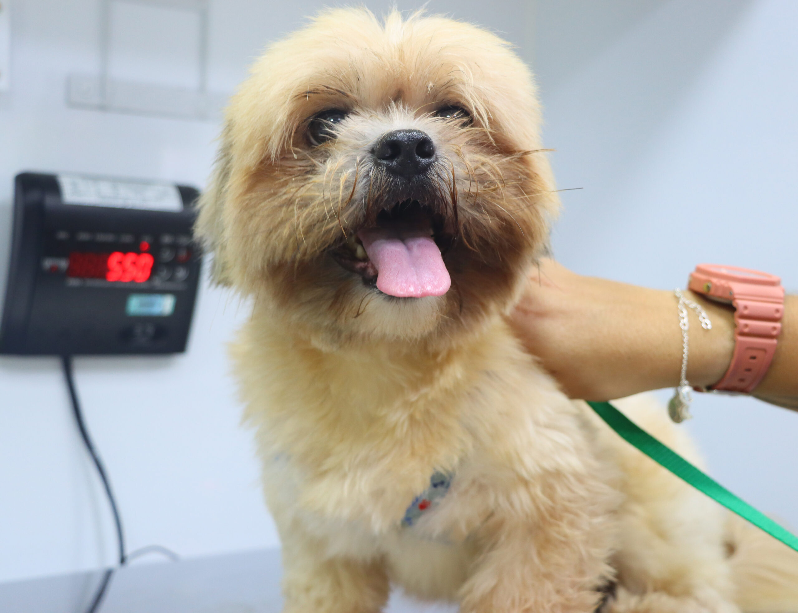 PATA Móvel chega a Boiçucanga na segunda-feira com castrações e consultas na Praça Pôr do Sol