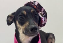 Prefeitura de São Sebastião realiza feira de adoção de animais na Praça do Coreto nesta sexta