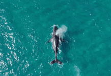 Ilhabela registra primeiro avistamento de baleia jubarte na costa brasileira em 2026