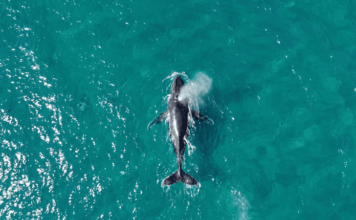 Ilhabela registra primeiro avistamento de baleia jubarte na costa brasileira em 2026