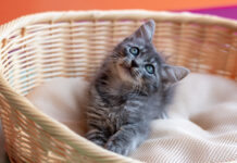 CCZ de Bertioga tem mais de 160 pets à espera de um lar