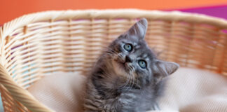 CCZ de Bertioga tem mais de 160 pets à espera de um lar