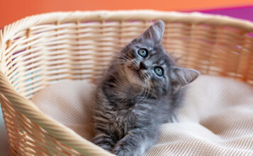 CCZ de Bertioga tem mais de 160 pets à espera de um lar