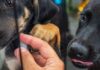 Centro de Controle de Zoonoses abre 250 vagas para agendar castração de cães e gatos na próxima segunda-feira