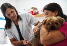 São Sebastião retoma vacinação antirrábica gratuita após regularização de doses
