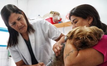 São Sebastião retoma vacinação antirrábica gratuita após regularização de doses