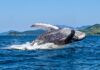 Prefeitura de Ilhabela abre oficialmente a Temporada de Baleias e Golfinhos em Ilhabela