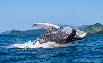 Prefeitura de Ilhabela abre oficialmente a Temporada de Baleias e Golfinhos em Ilhabela