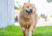 Não compre, adote! Mais de 150 pets estão em busca de um novo lar no CCZ