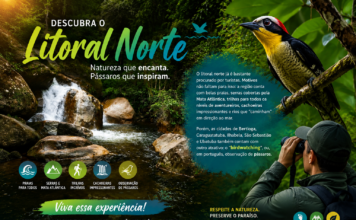 ‘Birdwatching’: conheça destinos no litoral norte para observar pássaros