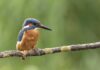 Bertioga celebra Dia do Observador de Aves com missão empresarial para a Feira Avistar 2026