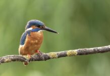 Bertioga celebra Dia do Observador de Aves com missão empresarial para a Feira Avistar 2026