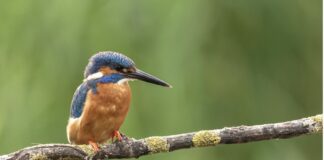Bertioga celebra Dia do Observador de Aves com missão empresarial para a Feira Avistar 2026